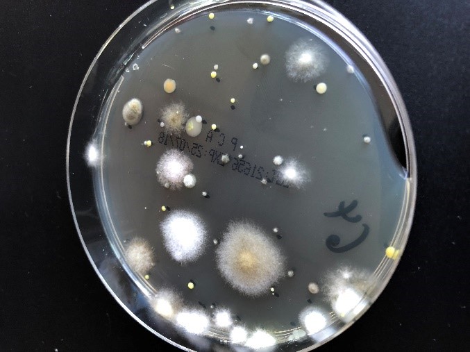 Pilze: Innenraumhygiene – Raumluftqualität - Wohlbefinden - aquanda